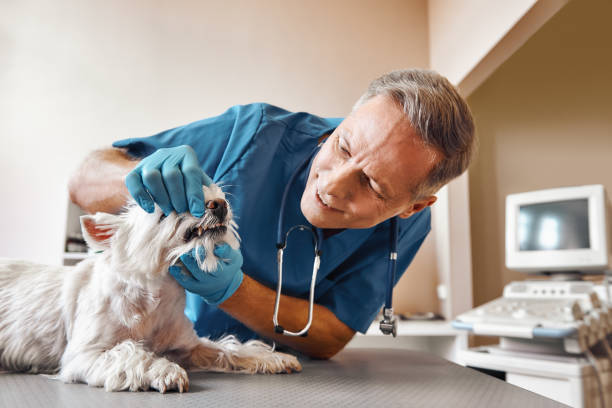 Best Same-Day Emergency Dental Services in Little Cypress, TX